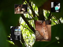 Cliquez pour agrandir l'image